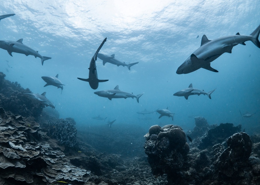 School of Grey Reef Sharks, by Lewis Burnett