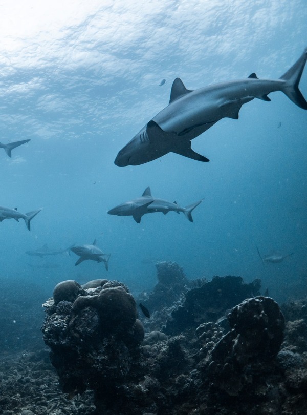 School of Grey Reef Sharks, by Lewis Burnett