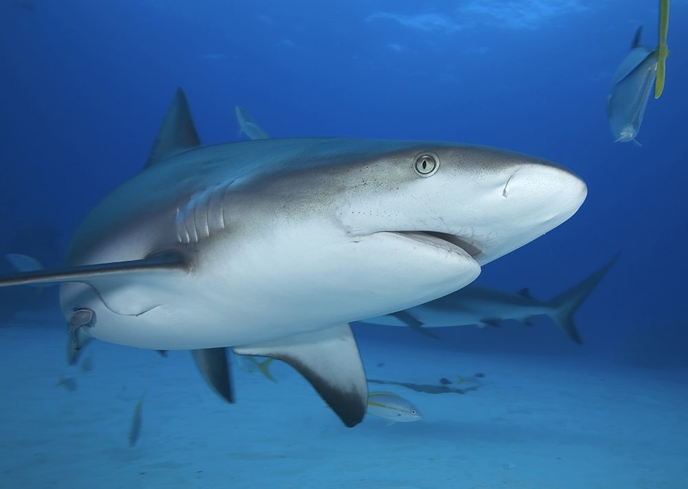 Grey Reef Shark, by Yann Hubert