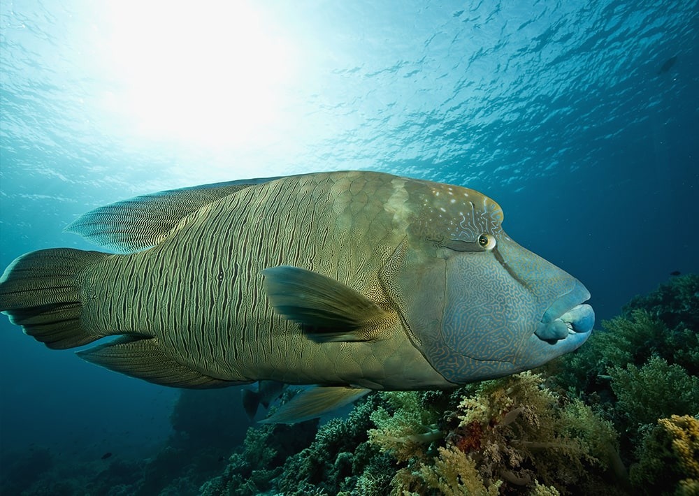 Napoleon Wrasse, by Stephan Kerkhofs