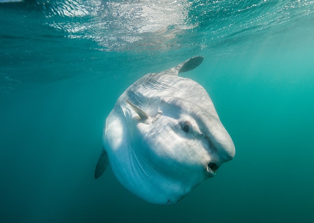 Ocean Sunfish, by WildestAnimal