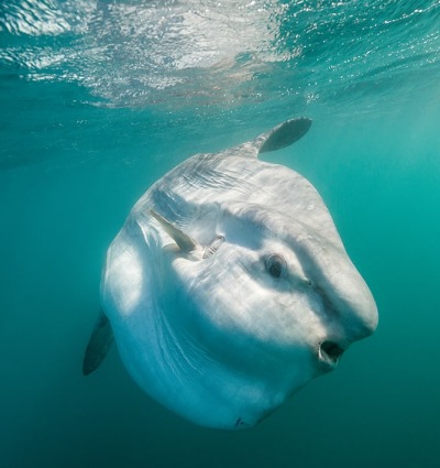 Ocean Sunfish, by WildestAnimal