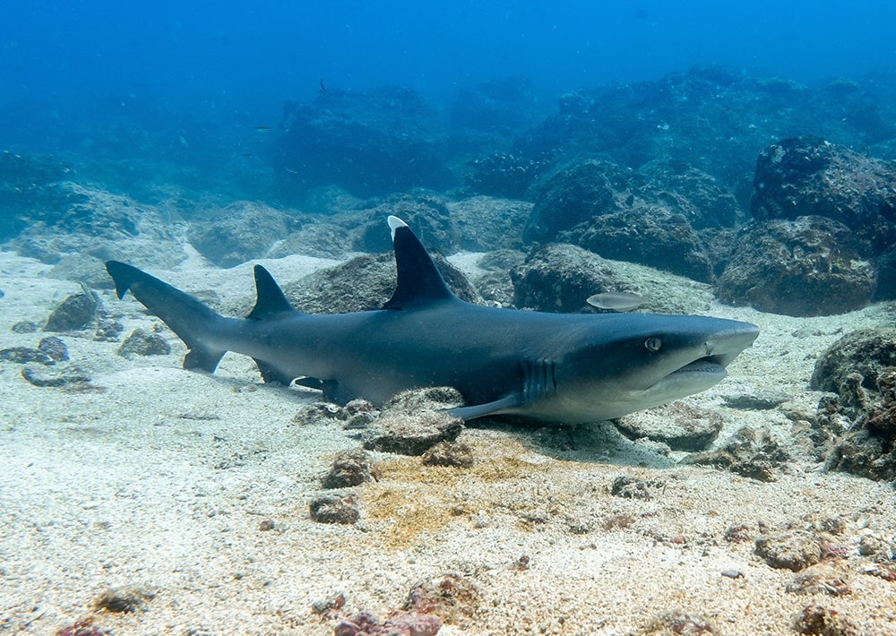 White Tip Reef Shark, by Jonas Gruhlke