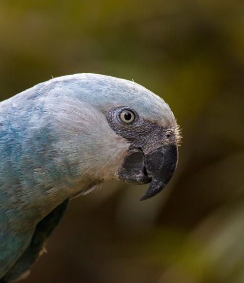 The Spix's Macaw, by Danny Ye