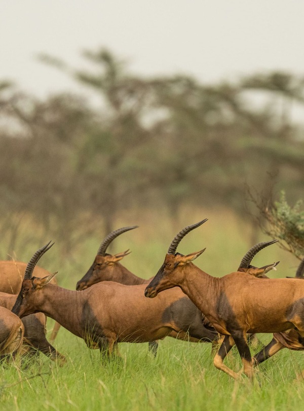 Tiang in Boma and Badingilo National Parks, South Sudan, courtesy African Parks/© Marcus Westberg