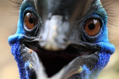 Extreme close-up of a Cassowary