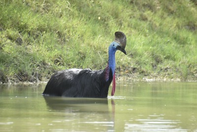 A Cassowary wades through water