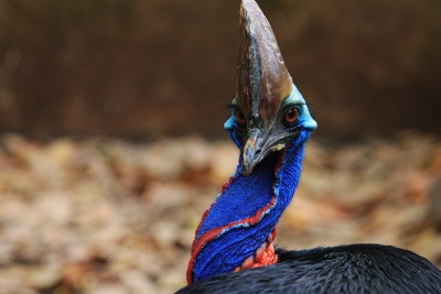 Close up of a Cassowary, by Yamtono Sardi