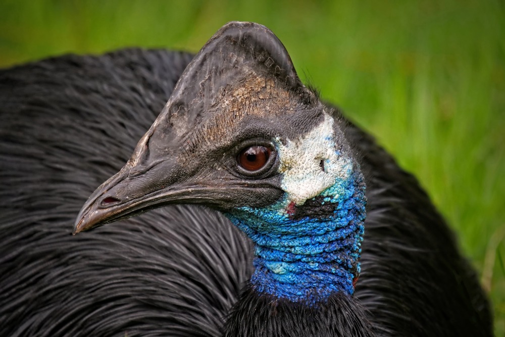 Close-up of a Dwarf Cassowary, by Holger Kirk