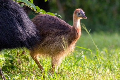 A juvenile Southern Cassowary, by Vision Wildlife