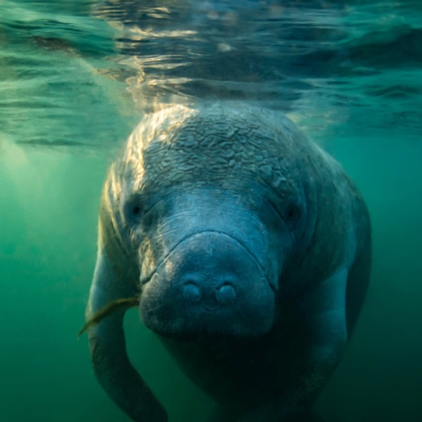 North American or West Indian Manatee, by Eric Carlander