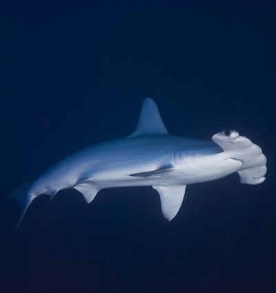 Scalloped Hammerhead Shark, by Mark Doherty