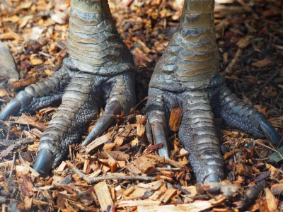 A close up of a Southern Cassowary