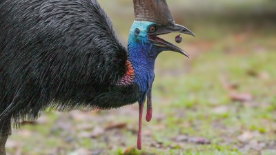 A Southern Cassowary eats a piece of fruit, by CR Bellette