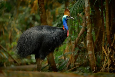 A Southern Cassowary, by Martin Pelanek