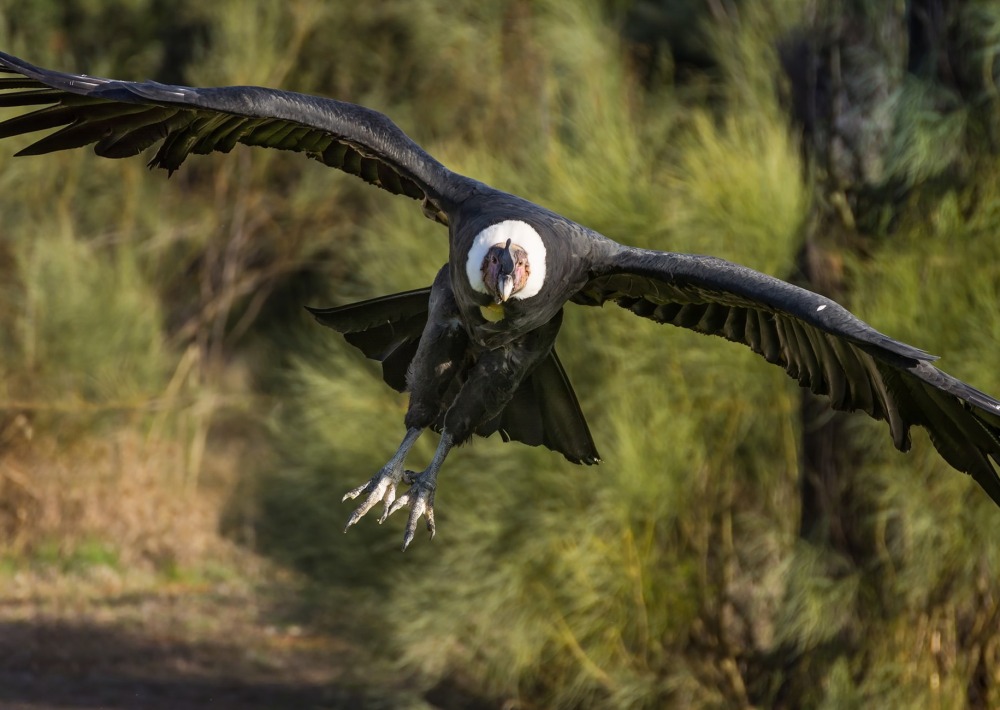 The Andean Condor, by Fominaya Photo