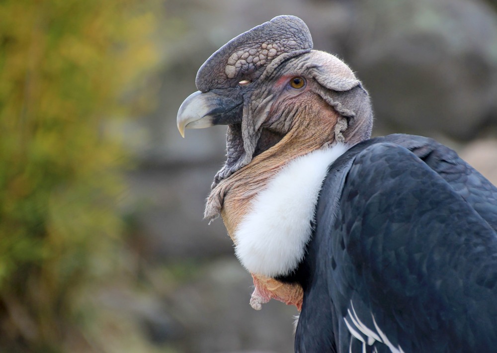 Andean Condor, by Reisegraf.ch