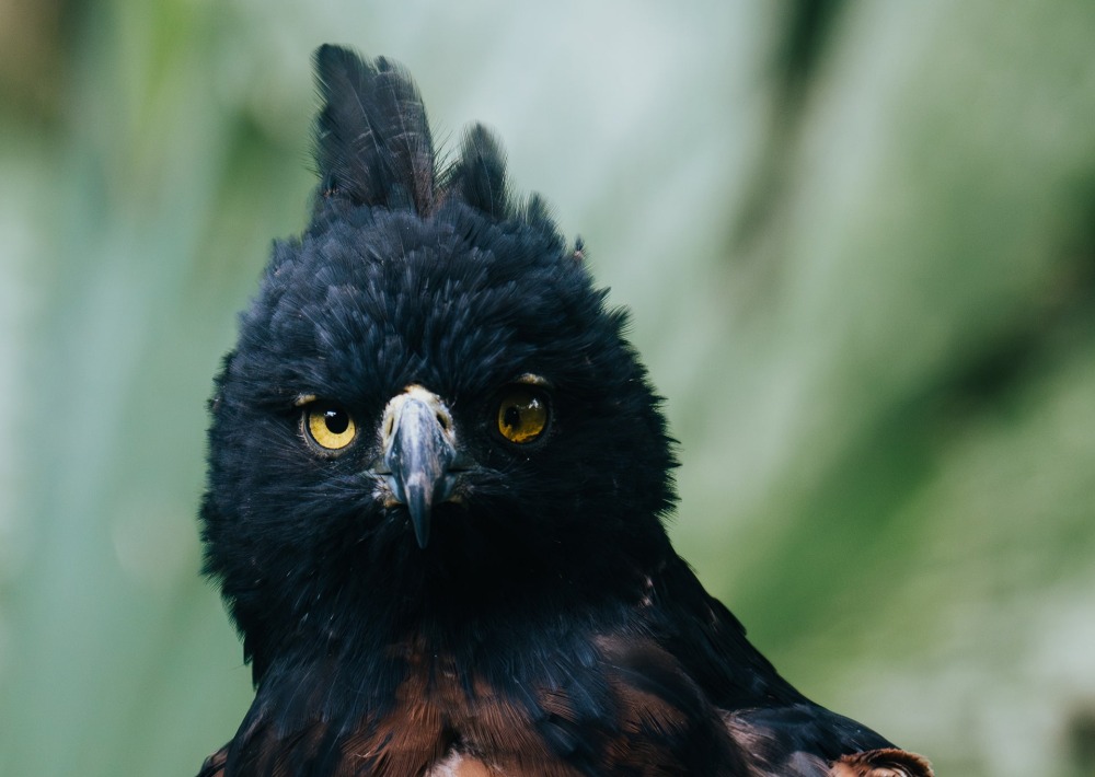 Black-and-chestnut Eagle, by Camilo Robayo