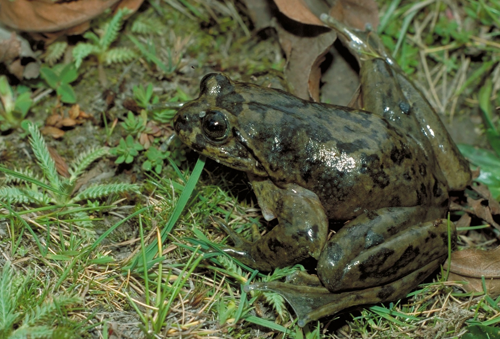 Telmatobius bolivianus, by Steffen Reichle