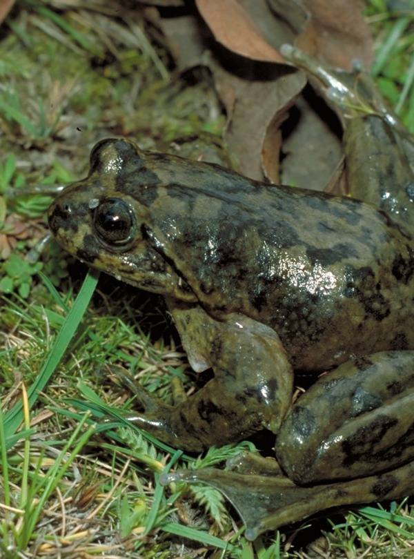 Telmatobius bolivianus, by Steffen Reichle