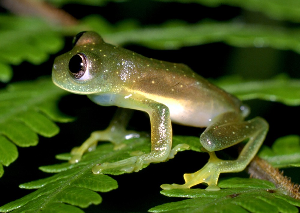 Pistipata Cochran Frog, by Steffen Reichle