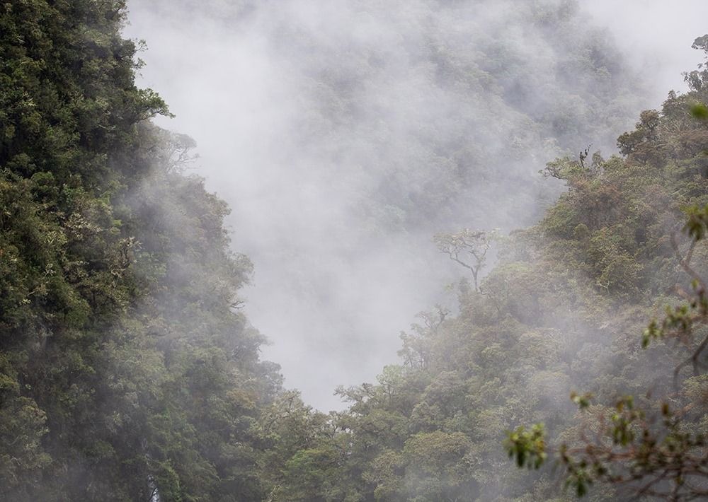 Montane forest in the project landscape, photo courtesy of the partner and Gabriela Villanueva