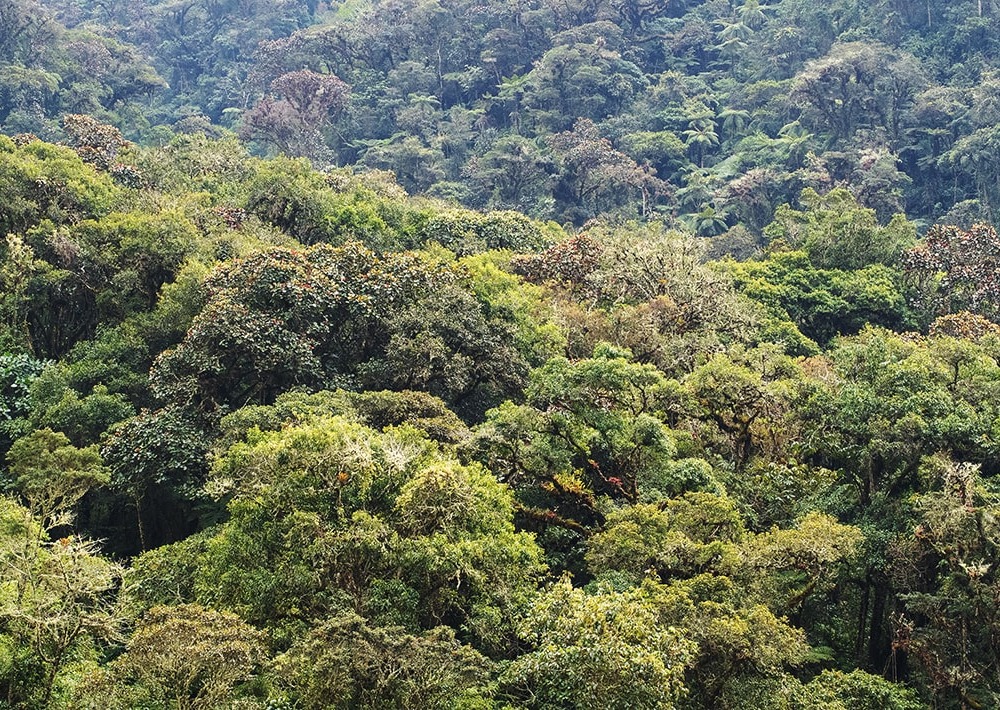 Montane forest in the project landscape, photo courtesy of the partner and Gabriela Villanueva