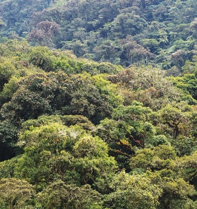 Montane forest in the project landscape, photo courtesy of the partner and Gabriela Villanueva