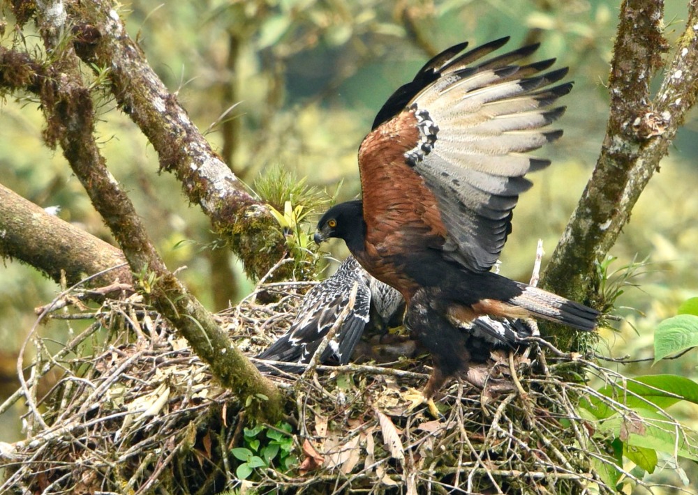 Black-and-chestnut Eagle, by Mark Wilson Zunac