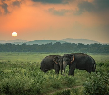 Sri Lankan Elephant, by Gregory Zamell