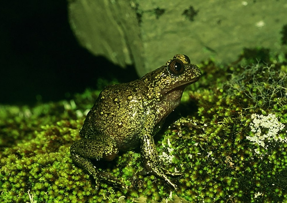 Telmatobius verrucosus, by José M. Padial