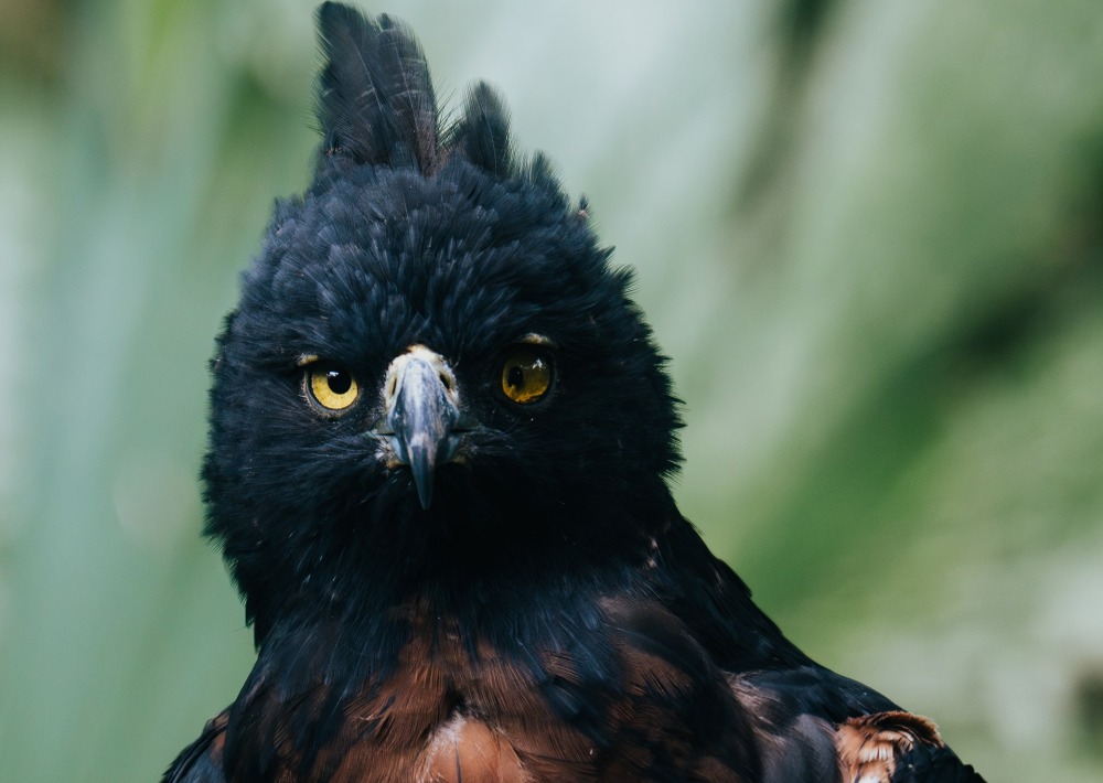 Black-and-chestnut Eagle, by Camilo Robayo