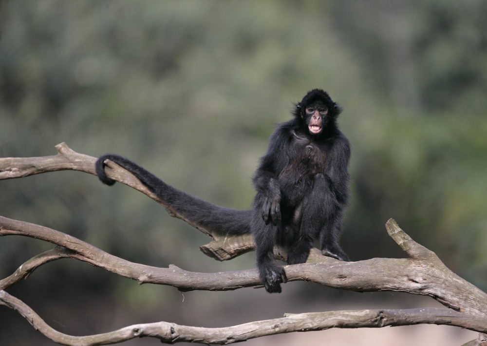 Black-faced Black Spider Monkey, by Mike Lane