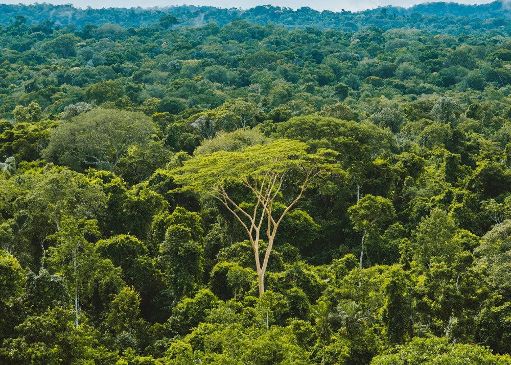 The Brazillian Amazon rainforest, by Rainforest Collection