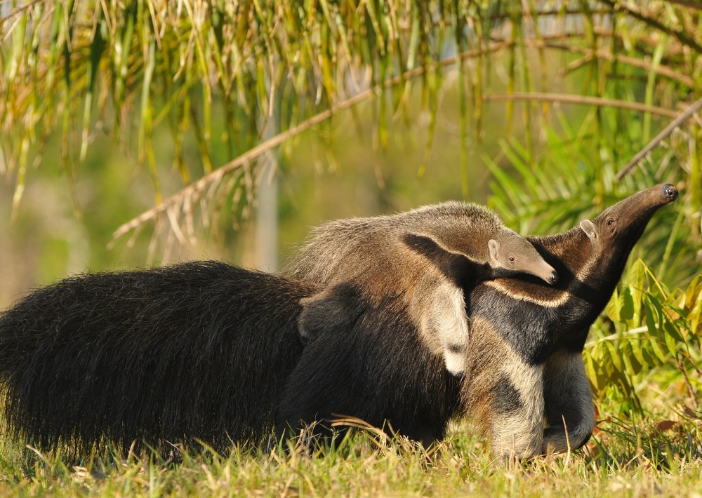 Giant Anteater with baby, by Lucas Leuzinger