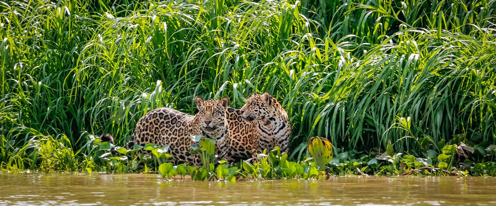 Two Jaguars, by Uwe Bergwitz