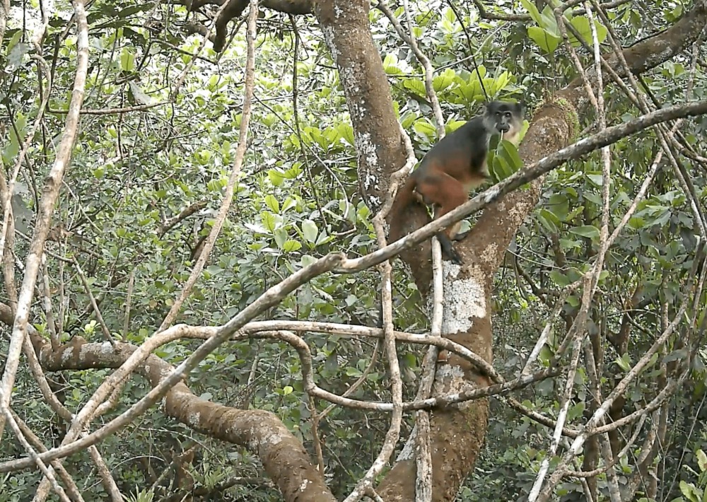 Camera trap image of the Niger Delta Red Colobus, courtesy of the partner SW/Niger Delta