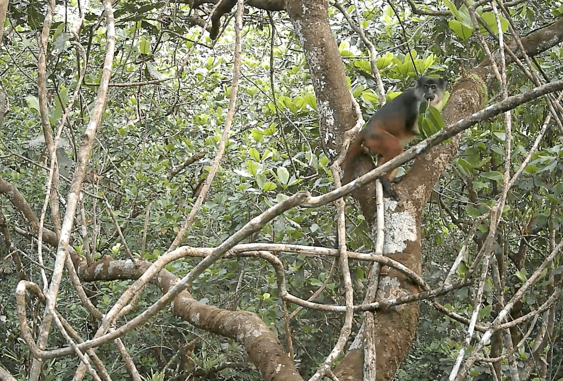 Camera trap image of the Niger Delta Red Colobus, courtesy of the partner SW/Niger Delta