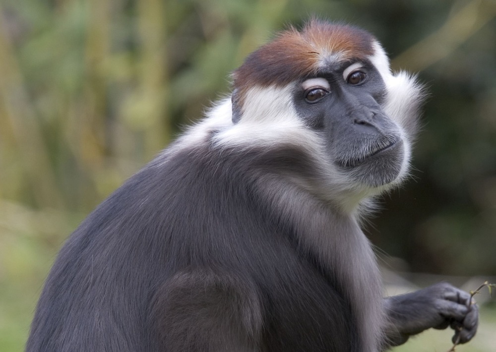 Red-capped Mangabey, by Bildagentur Zoonar GmbH