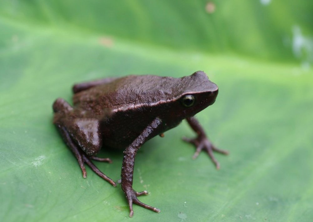 Tandy's Smalltongue Toad, by David C. Blackburn