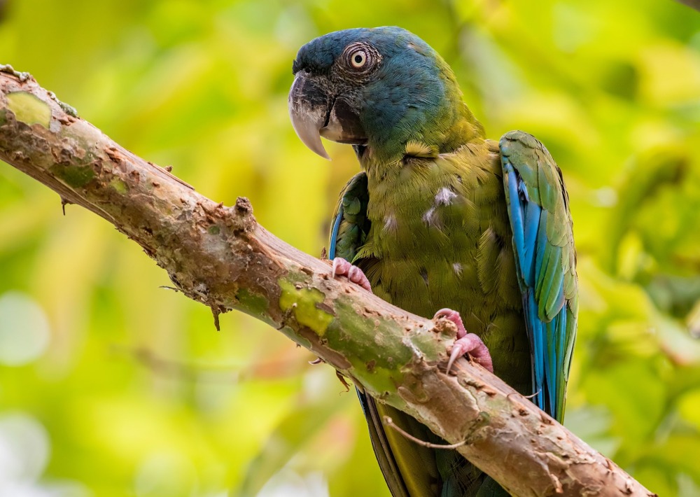 The Blue-headed Macaw, by Danny Ye