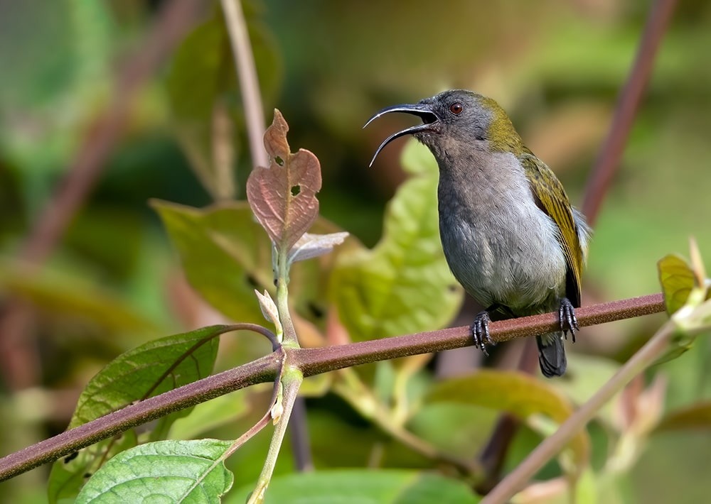 Ursula's Sunbird, by Agami Photo Agency