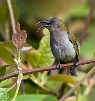 Ursula's Sunbird, by Agami Photo Agency