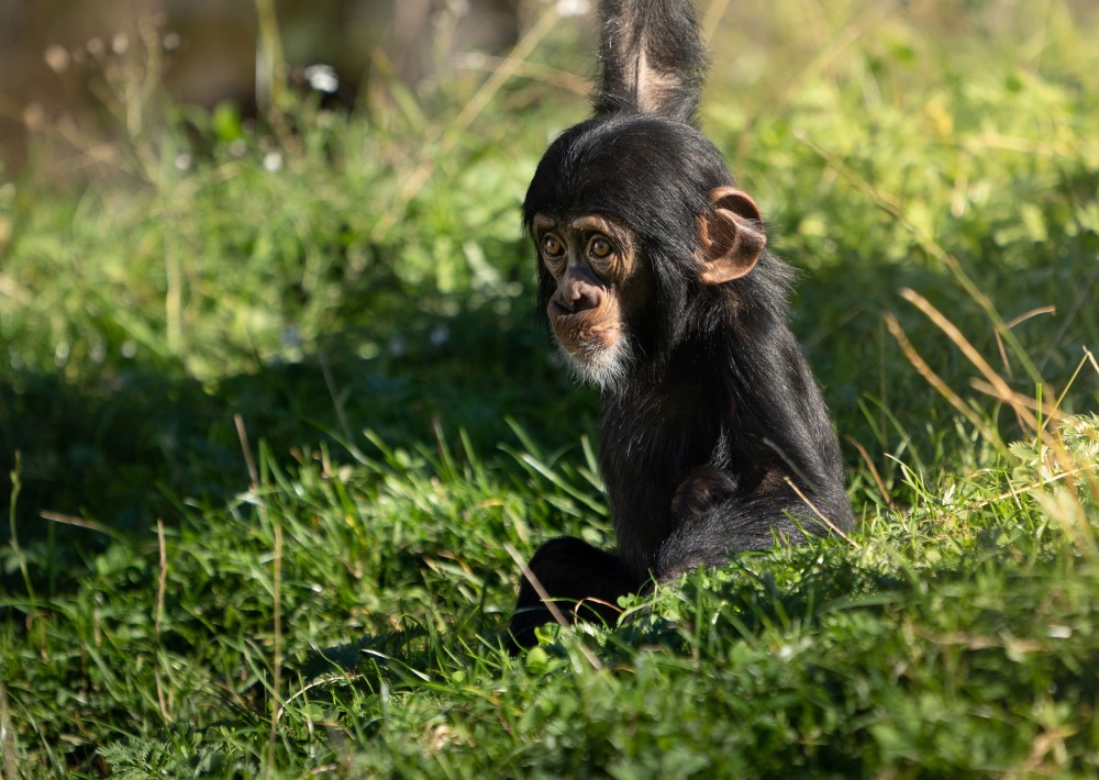 West African Baby Chimpanzee, by Photosybpatrik